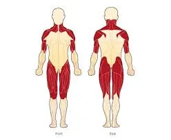 Reumatologista que trata Polimiosite